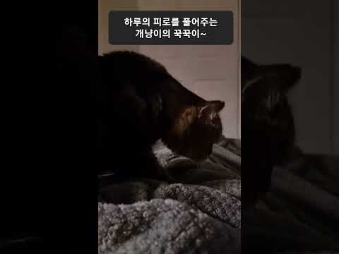 #고양이#개냥이#꾹꾹이#안마하는고양이#반려묘