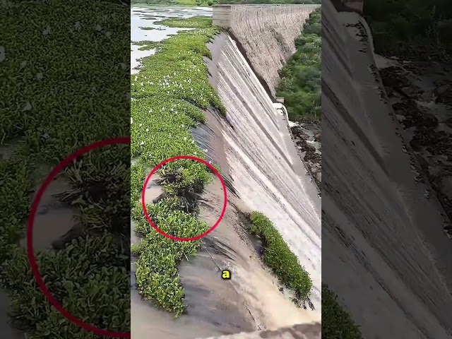 Questo ragazzo ha tolto tutta l’erba dall’acqua 😲