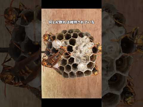 蛾の幼虫に寄生されつつも耐えるアシナガバチ... #アシナガバチ #寄生蛾 #昆虫観察