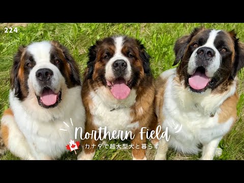 ちょっとメゲた…こんな時もあるさ【超大型犬とカナダで田舎暮らし】