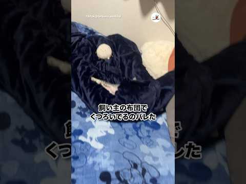 のびのびとくつろぐ猫の癒し動画 サムネイル