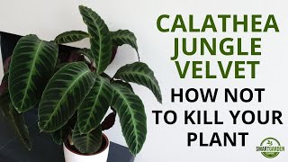 Calathea Jungle Velvet Care - Essential Tips For Growing A Stunning Calathea warscewiczii.