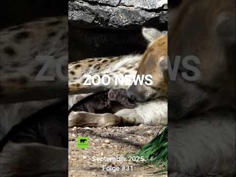 Zoo News Update September 2025 #zoo #hippo #hyäne #köln #news