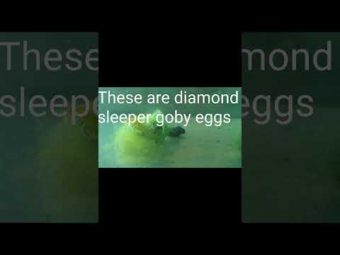 Diamond goby sleeper Eggs getting ready to hatch 