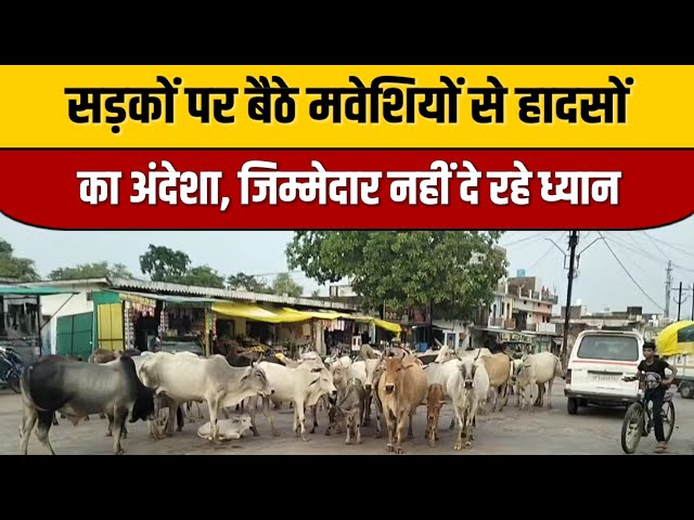 Trending News : सड़कों पर बैठे मवेशियों से हादसों का अंदेशा, जिम्मेदार नहीं दे रहे ध्यान | ITN Viral

#bollywoodcelebrity #bollywoodfashion #bollywoodnews #indiancinema #indianentertainment #bollywood #bollywoodstyle #entertainmentnews #bollywoodactor #itnfilmy