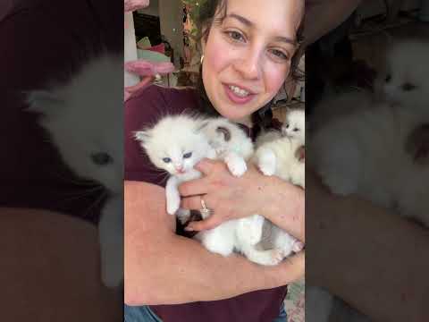Brittany & Tom Hanks litter 💜 #ragdollcat #sacramento #kitten