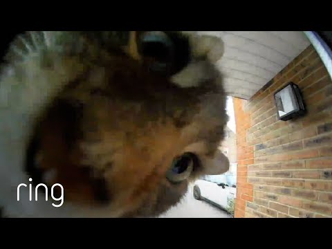 Smart Kitty Triggers Ring Doorbell To Be Let Inside! | RingTV