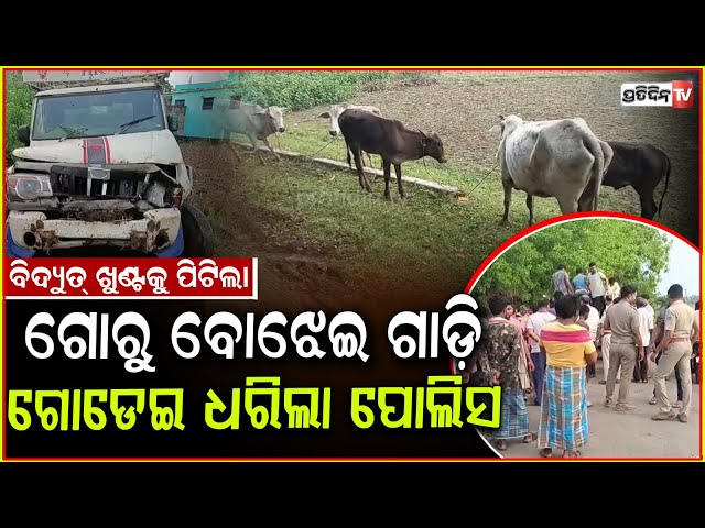 ପୋଲିସକୁ ଦେଖି ଭୟରେ ବିଦ୍ୟୁତ୍ ଖୁଣ୍ଟକୁ ଧକ୍କା ଦେଲା ଗୋରୁ ବୋଝେଇ ଗାଡ଼ି । Pick up van accident in Bhadrak .