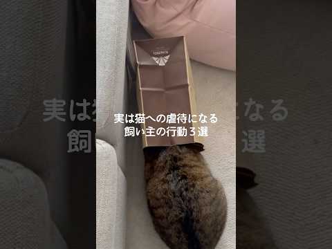 猫の動画サムネイル - 実は猫への虐待になる飼い主の行動3選　#猫 #ねこ #猫のいる暮らし #ねこのいる生活 #猫との暮らし #保護猫 #猫好きさんと繋がりたい #猫動画 #猫のいる生活 VOICEVOX:ずんだもん