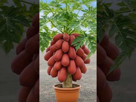 Simple techniques for propagating papaya at home | How to grow papaya tree #papaya​#farming #garden