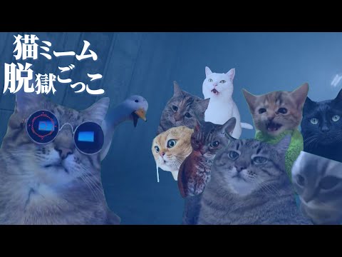 【猫ミーム】脱獄ごっこをすることになった猫たちの物語 第1話