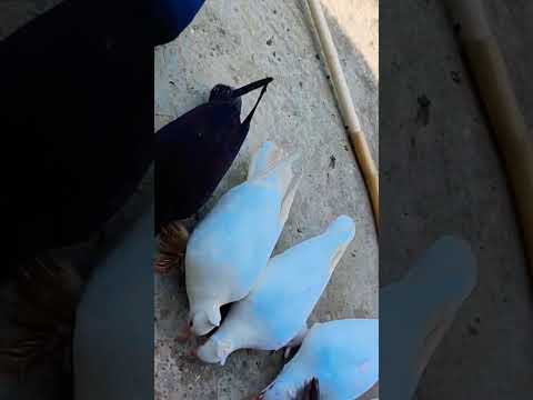 #pigeon #shortvideo #viral #shorts