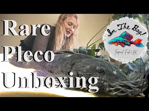 Unboxing rare pleco's, Loricariids for my Aquarium New aquarium fish from @inthebagtropicalfishuk, brilliant quality and lovely fishes who are shipped 