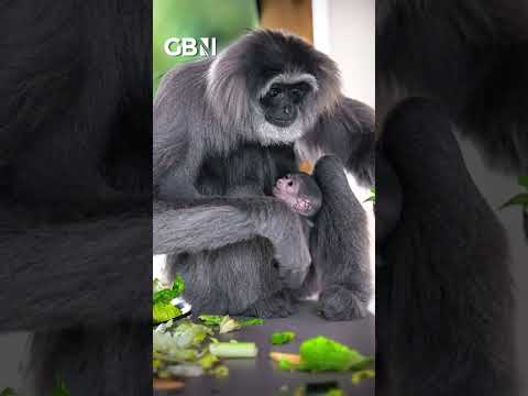 Extremely RARE silvery gibbon born at Isle of Man wildlife park #Animals #GBNews