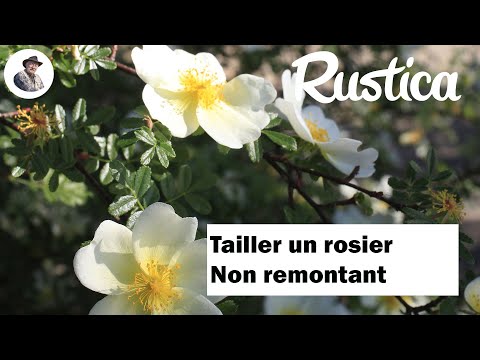 Tailler un rosier non remontant à la fin de l'hiver