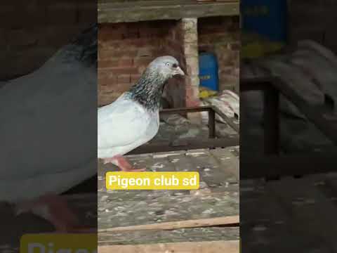 #@jaypury kabutar #standing nice #bird#video short viarl#@