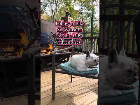 Sir Winston by the fire 🔥 #frenchbulldog #fire #fall #leavesfalling