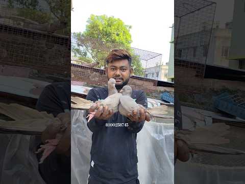Laljira Giribaj Pigeon For Sale In Kolkata #pigeon #shorts #viral #pigeonsale