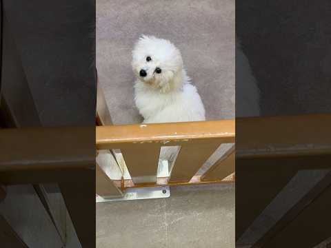那須どうぶつ王国にて初めてのビションフリーゼとの出会いを癒しの動画で サムネイル
