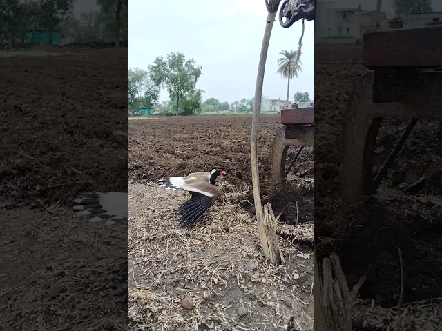 टिटहरी ओर उसके अण्डे💐🙏🦜#ytshorts #shorts #shorts #ytviral #reels #viralreels #ytviral #youtubeshorts