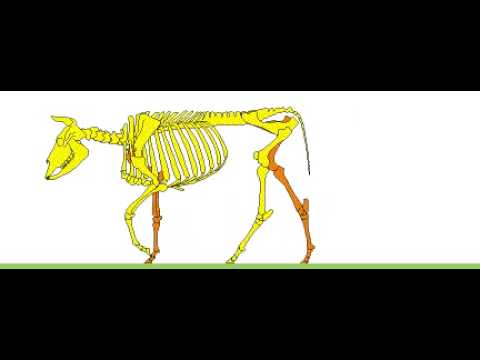 Skelet krave - animacija		