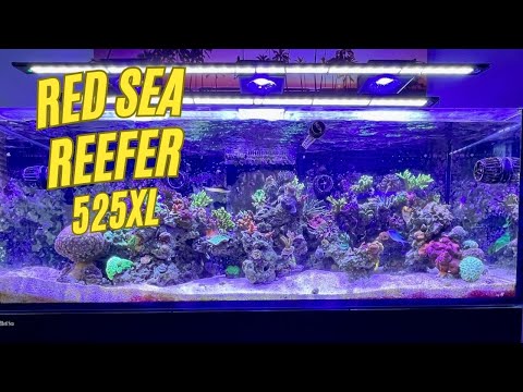 Red Sea Reefer 525XL -  2 year update I thought I would do a video of just one reef tank.  In this video I take you through the whole tank