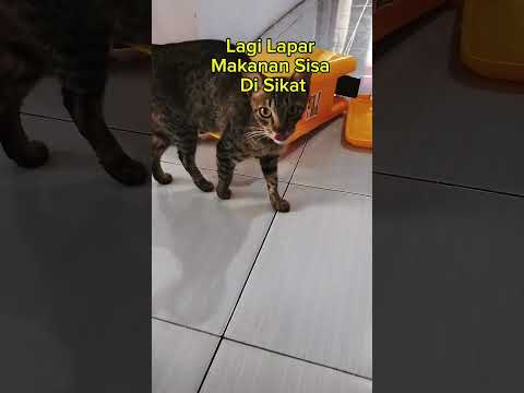Kucing Lapar #cat #kucing #funnycats