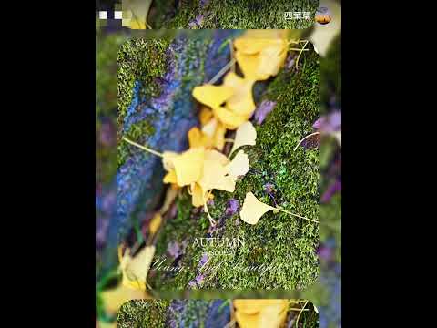 日本四國高松楓葉🍁VS 加拿大魁北克楓葉🍁季節 #オリジナル曲 #音楽