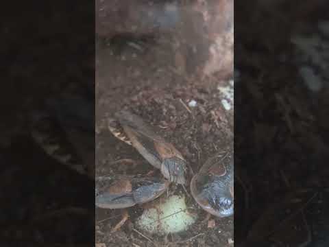 giant insects while they're eating #giantinsects #meme #squidgame #insects #scary #nature #animals