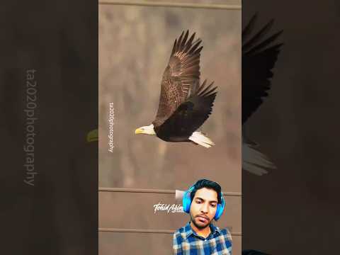 Magestic Eagle Flying In Slow Motion #birds #eagle #wildlife