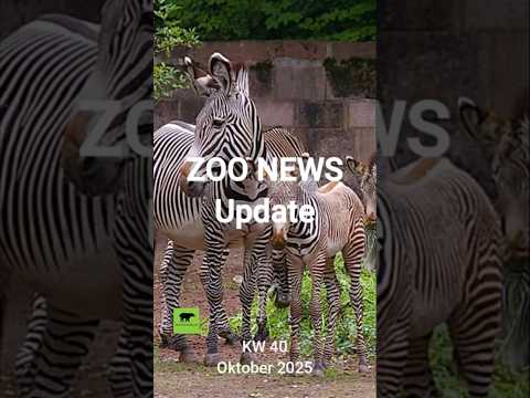 Zoo News Update KW 40 | Oktober 2025 #zoo #ape #zebra #hamburg #lion
