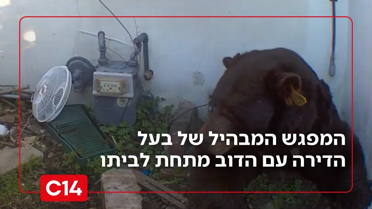 תיעוד ביזארי: המפגש המבהיל של בעל הדירה עם הדוב מתחת לביתו | מדברים C14