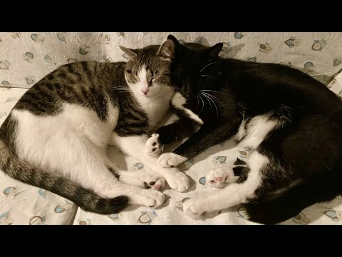 Try Not To Laugh! Rescue Cats Grooming Each Other Gone Wrong