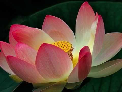 Flower of Compassion.wmv - YouTube