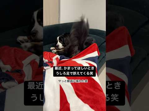 最近かまってほしい時、うしろ足で訴えてくるようになった！笑 #バーニーズマウンテンドッグ