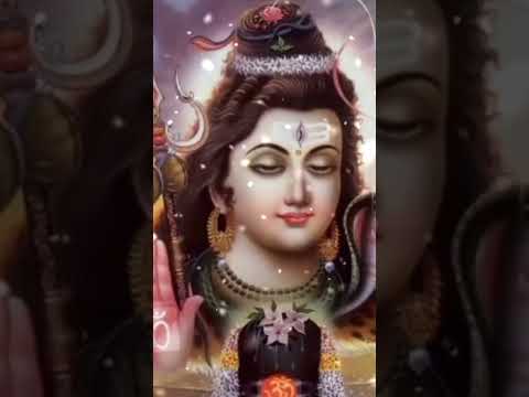 मेरा भोला🙏🌹#shortsfeed #youtubeshorts #sorts