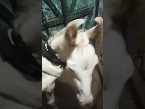 cute baby horse 🐴✨🆕♥️ #horse #shorts