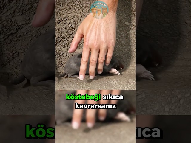 Köstebeği Çıplak Elle Yakalama!🖐️🐾⚠️