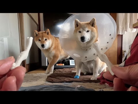 犬の動画サムネイル - そろそろシニアなので柔らかめのヤツにしてみました