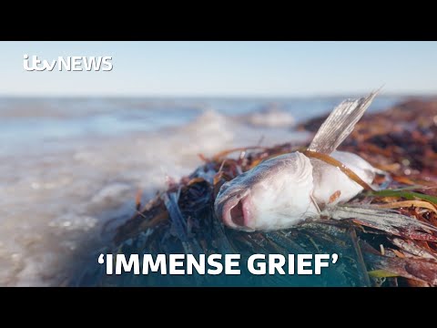 'It's a natural disaster': Algae bloom killing thousands of marine animals in Australia | ITV News