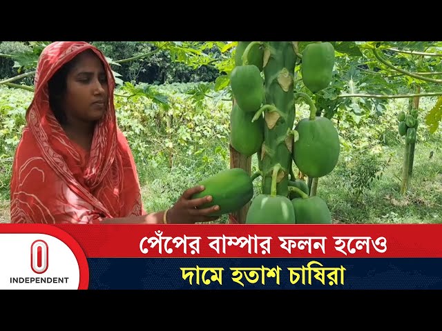 পেঁপের ফলন ভালো হলেও লাভের মুখ দেখছেন না চাষিরা | Papaya | Shariatpur |  Independent TV