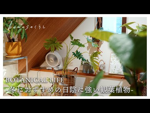 冬におすすめ!日陰に強い観葉植物6選