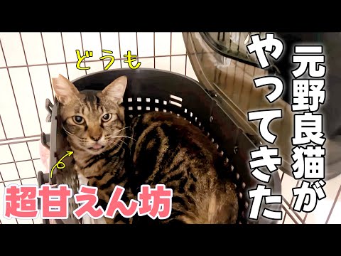 体調が悪かった元野良猫｜安心して過ごせる場所を求めて我が家にやってきました