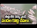 Hundreds Of Fishes Found Dead In Pond Due to Lack Of water Summer | Tekurthi | Karimnagar  | V6 News