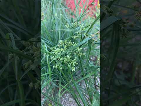 Grass flowers it's beautiful 🌿#shorts #beautiful #flowers