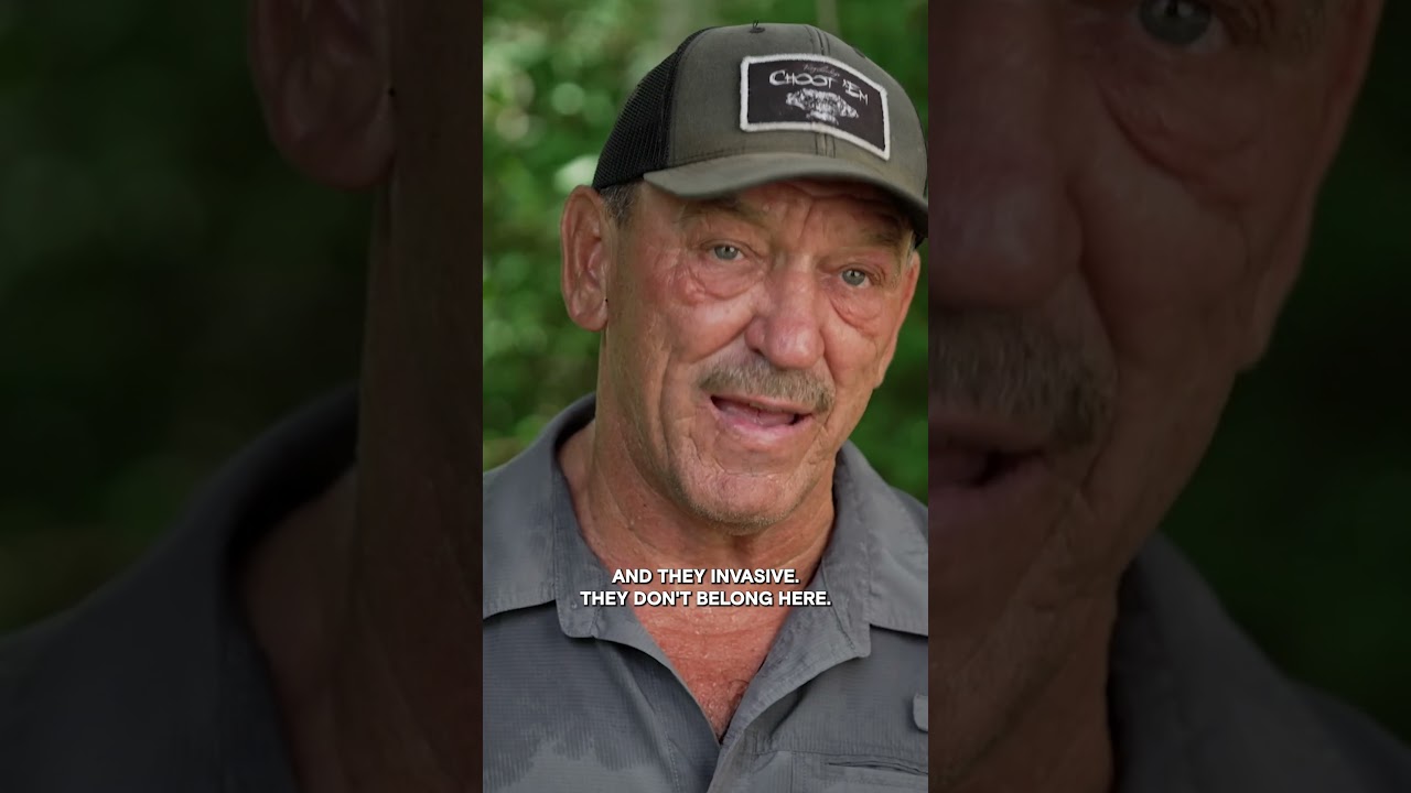 DESTRUCTIVE Invasive Carps | Swamp Mysteries | #Shorts