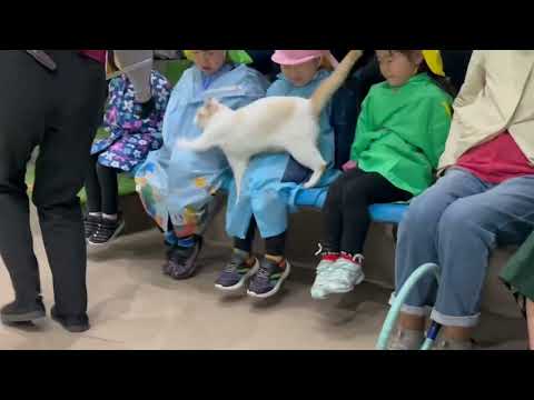 犬の動画サムネイル - タルトくんのお膝サンポ少し🤏なかなか見れない猫によるショー ザ・キャッツ　那須どうぶつ王国にて　2025年5月31日