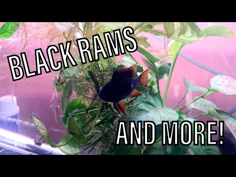 BREEDER OF BLACK RAMS! (HAWAII MASTER BREEDER FISH Aquascaping 101 - Plants + Exotics + Reef

Sponsors - Honolulu Aquarium Society, Hawaii Fancy Guppy 