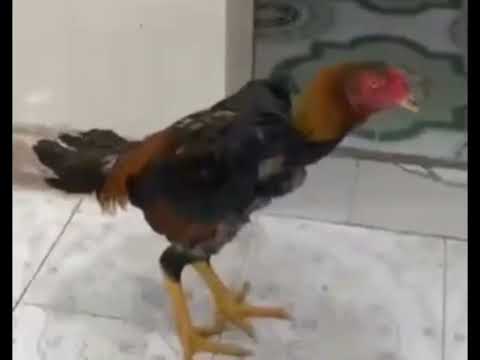 Gà đòn khánh hòa lưng và lưng.