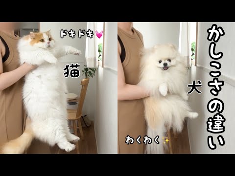 猫と犬が賢いかわかる壁チャレンジをしたら驚きの結果になりましたw